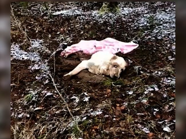 Неизвестные в Перми закопали заживо собаку в лесу