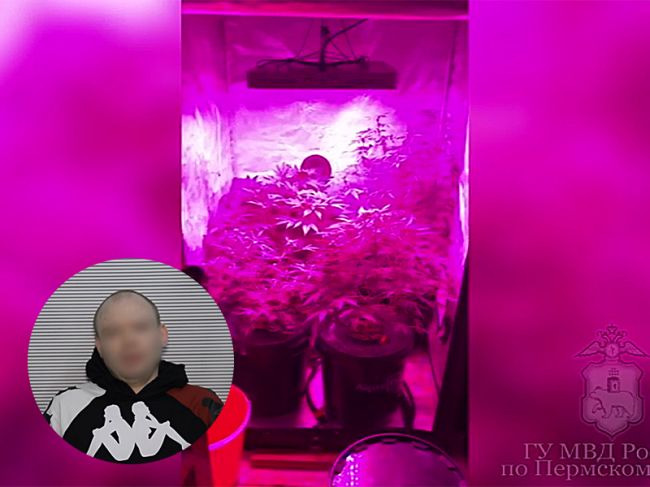 Пермяк выращивал марихуану в квартире за дверцей шкафа-купе