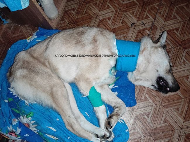 В Прикамье спасают собаку, которая попала головой в капкан