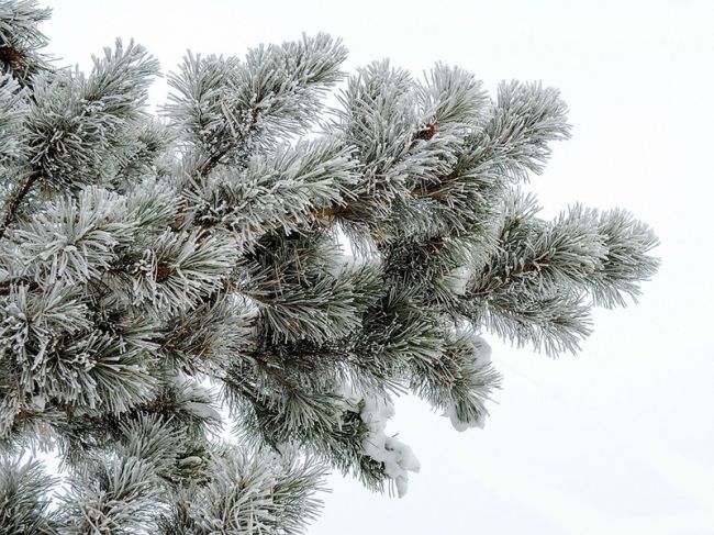 Синоптики опубликовали прогноз погоды на 31 декабря и 1 января в Прикамье