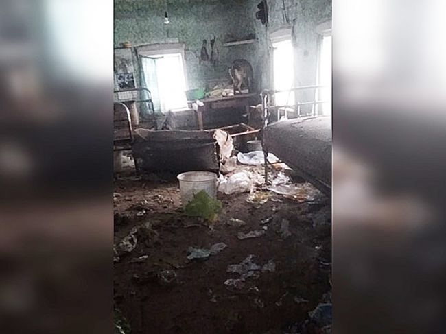 В Прикамье зоозащитники обнаружили дом с истощенными собаками