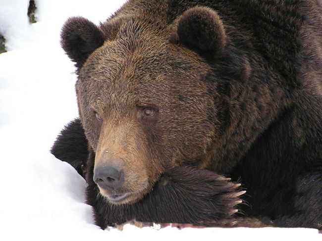 В Прикамье медведь-шатун оторвал ухо лесорубу