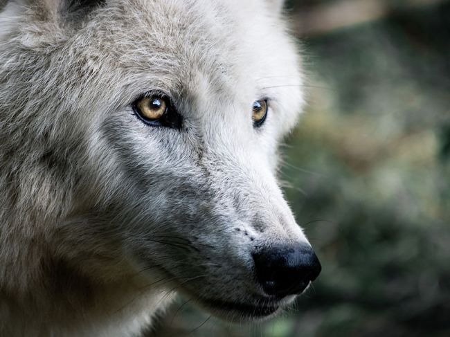 Матерый волк держал в страхе город в Пермском крае