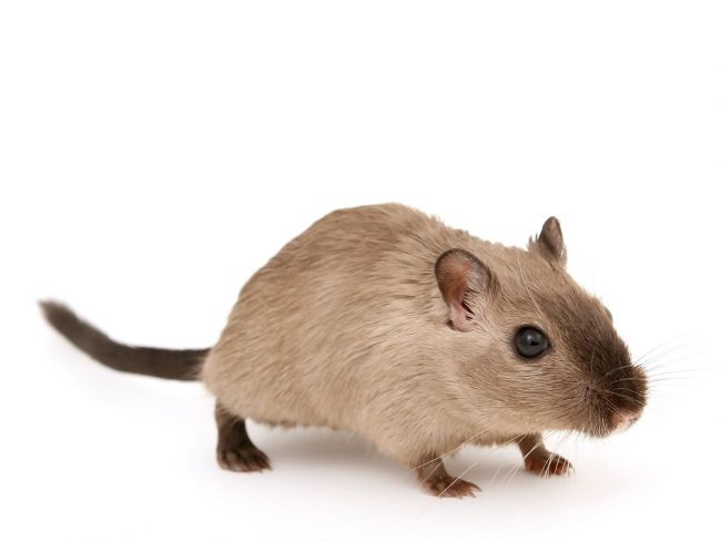 В апреле в Перми начнут массово травить крыс