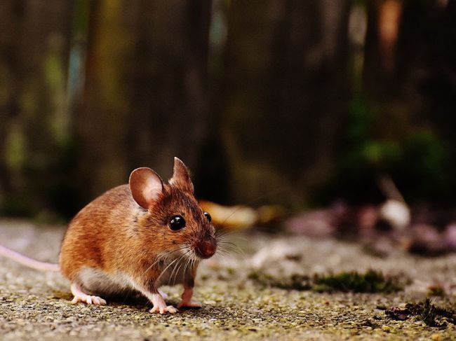 Стала известна дата начала массовой травли крыс и мышей в Перми