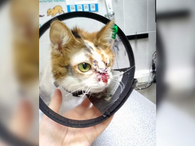 Живодеры-подростки изуродовали кошку в Перми