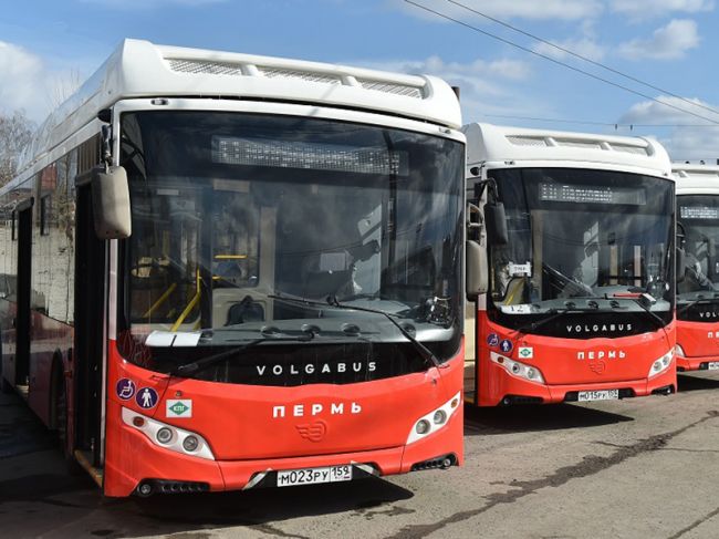 В Перми автобус №36 на месяц изменит маршрут