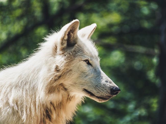 В Минприроды прокомментировали сообщение о появлении волков на кладбище в Прикамье