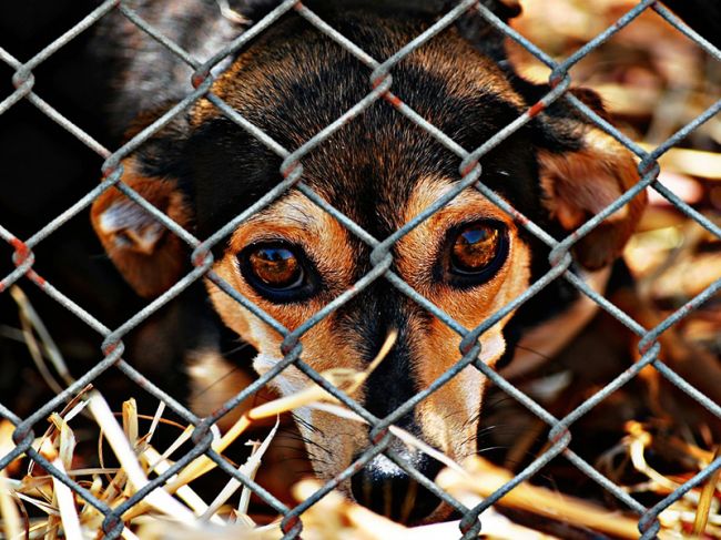В мэрии Перми прокомментировали гибель 133 собак в муниципальном приюте