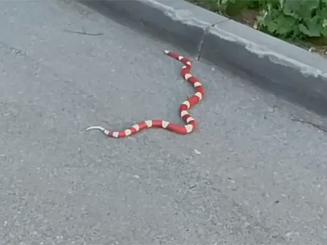 Жителей Перми напугала красно-белая змея, которая ползала по дороге