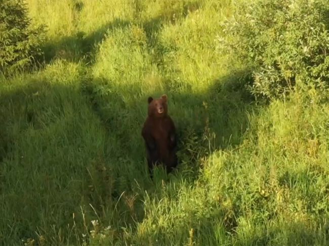 В Пермском крае медведь вышел к стоянке туристов
