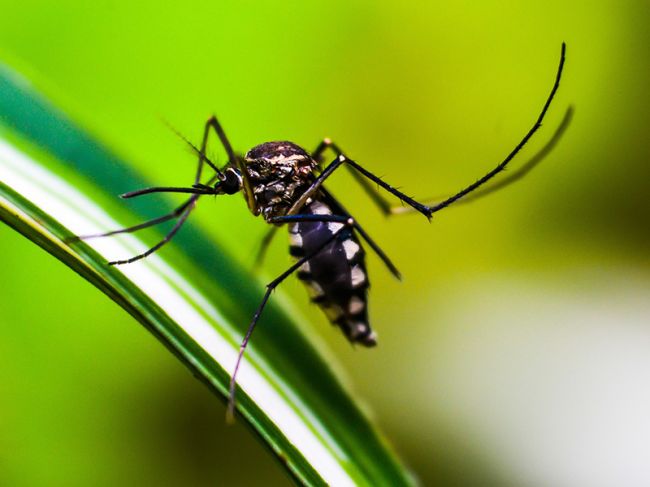 В Прикамье предупредили о передачи малярии обычными комарами