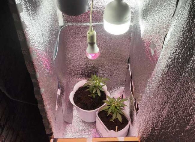 Вместо цветов. Житель Прикамья выращивал у себя дома марихуану в горшках