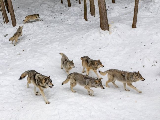 волки в Прикамье