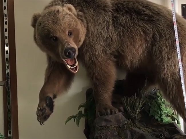 В Прикамье два приятеля украли из дома чучело медведя