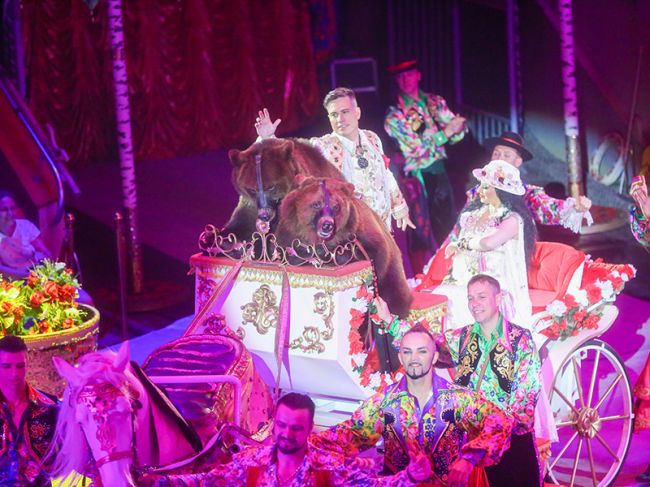 В Пермском цирке пройдет новогоднее цирковое шоу Гии Эрадзе «Пять континентов»