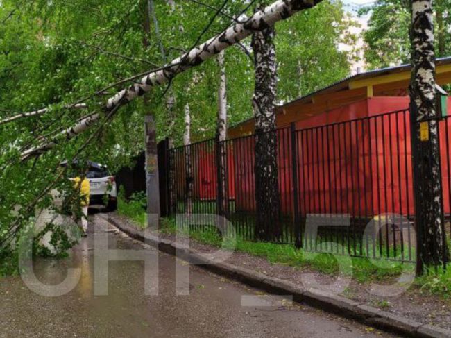 В Перми сильный ветер повалил десятки деревьев