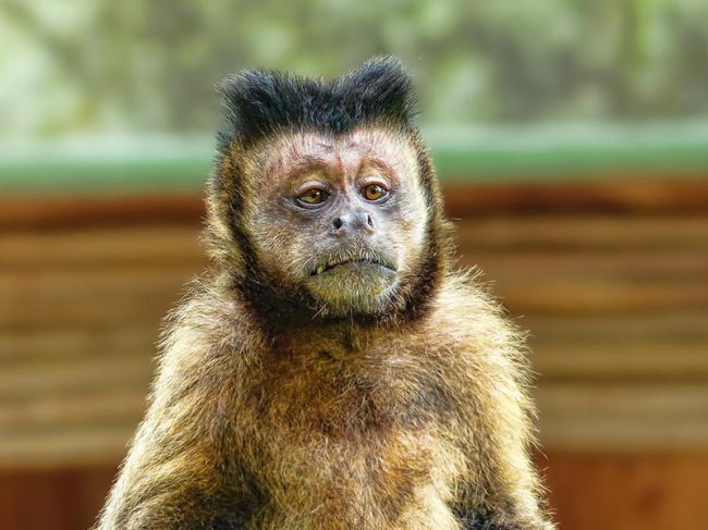 Минздрав: Пермский край готов к проникновению оспы обезьян