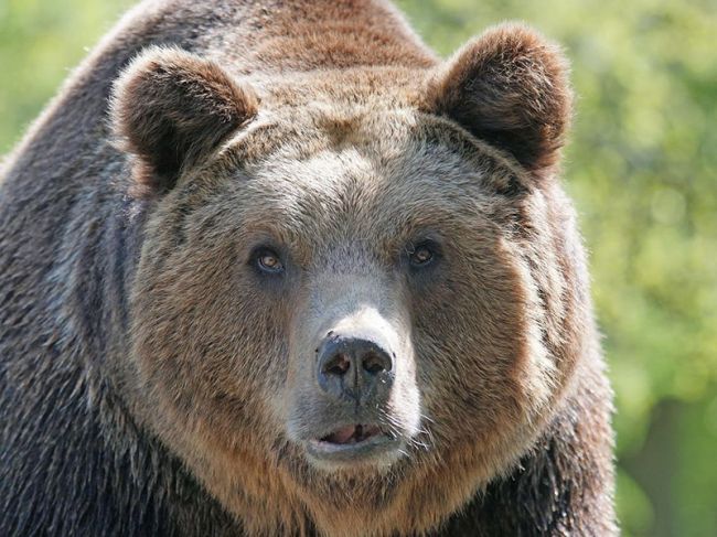 В Пермском крае разрешили убить 3007 лосей и 975 медведей