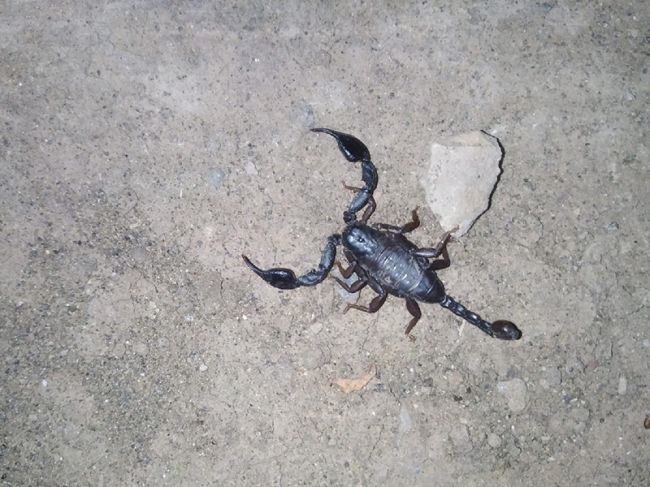 В Пермском крае на детской площадке заметили черного скорпиона