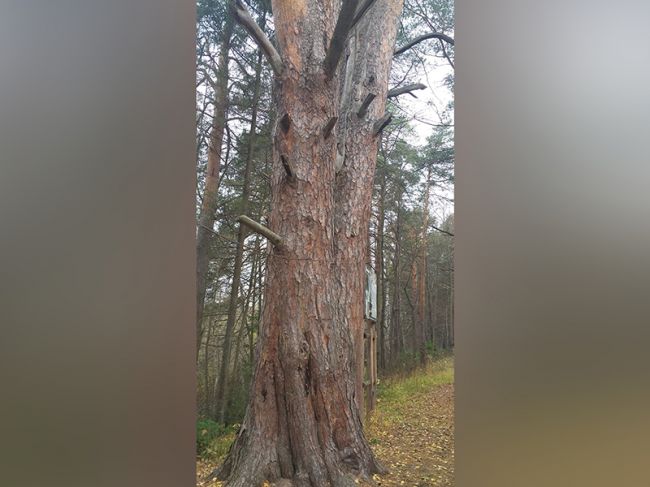 В Перми найдена сосна-великан