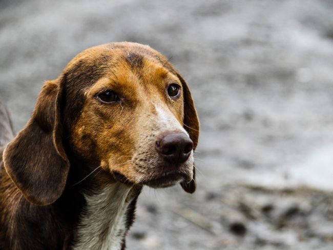 С начала года в Перми отловили более тысячи уличных собак