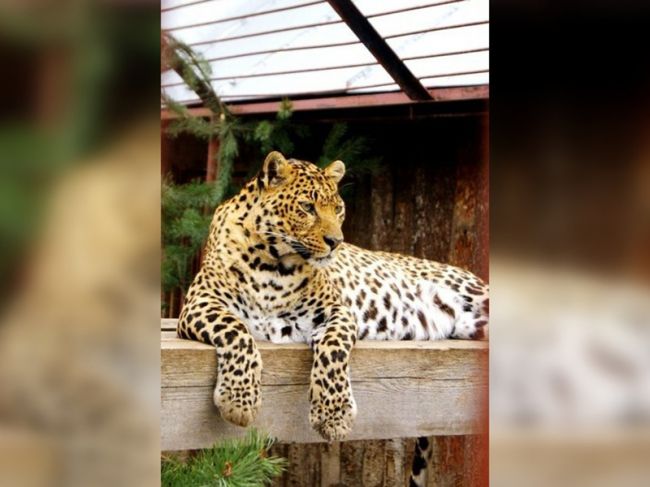 В пермском зоопарке от рака скончался единственный леопард