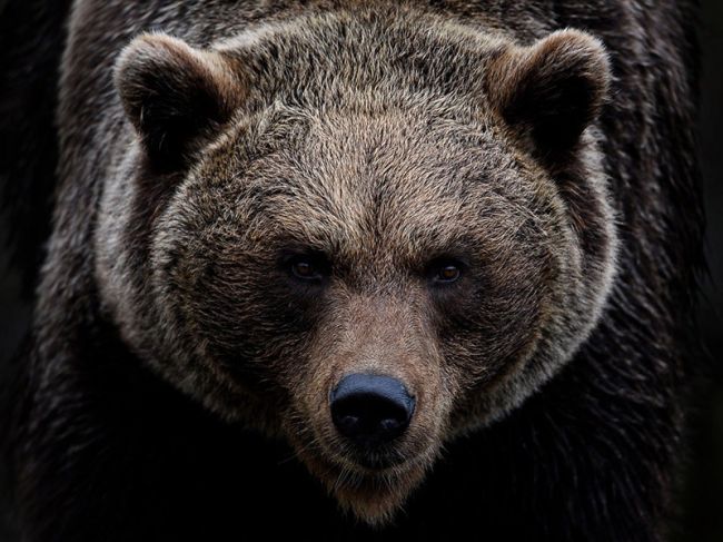 С 1 апреля в Пермском крае начнется охота на медведя