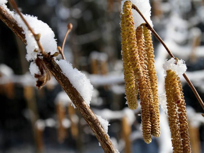 На неделе в Пермском крае ожидается похолодание и снег