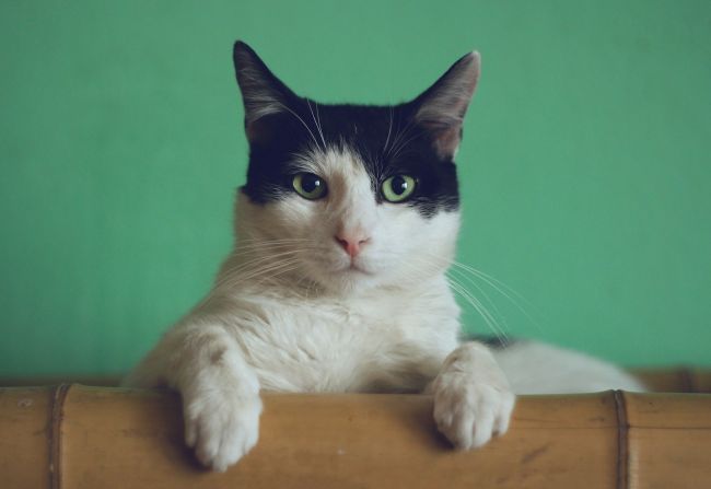 В Пермском крае зафиксирован случай бешенства у домашнего кота