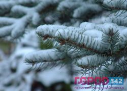 Новый год не за горами - лесники усиленно охраняют лес