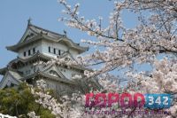 Путешествие в Японию на праздник цветения сакуры