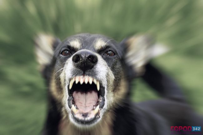 За прошлый год в Прикамье от собак пострадало больше 3 тыс человек