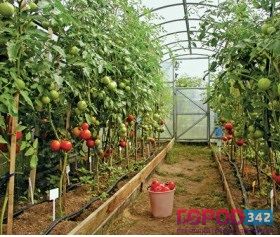 Соцучреждения переведут на закупки пермской сельхозпродукции
