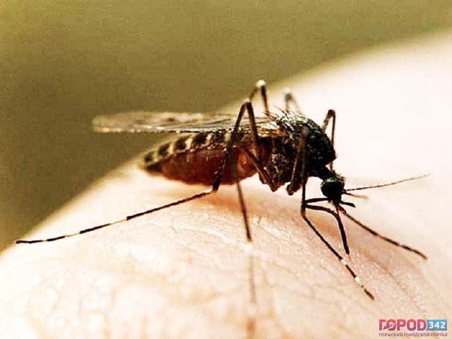 В Прикамье пройдет Фестиваль комара