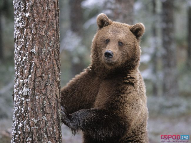 Житель Прикамья, спасаясь от медведя, просидел на дереве 17 часов