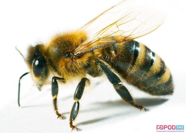 В Перми поставят самый большой памятник пчеле