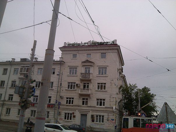 Подсолнухи на крыше