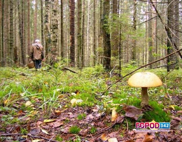 Десять грибников этим летом уже заблудились в пермских лесах