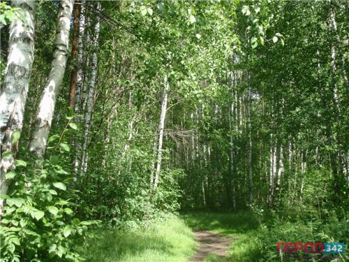 В Черняевском лесу высадили 80 деревьев