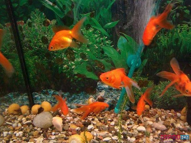 Приставы в Прикамье арестовали аквариумных рыбок
