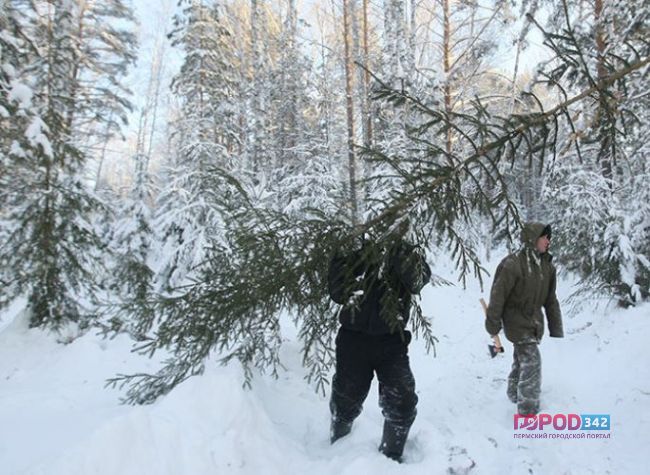 Пермяки могут сами выбрать себе новогодние елки в лесу