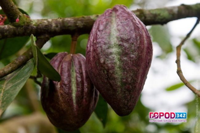 В Перми созрел плод какао