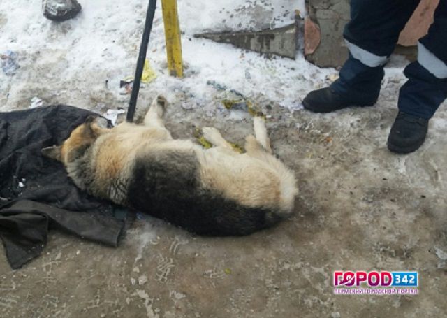 Кунгурская служба спасения помогла ветеринарам спасти собаку