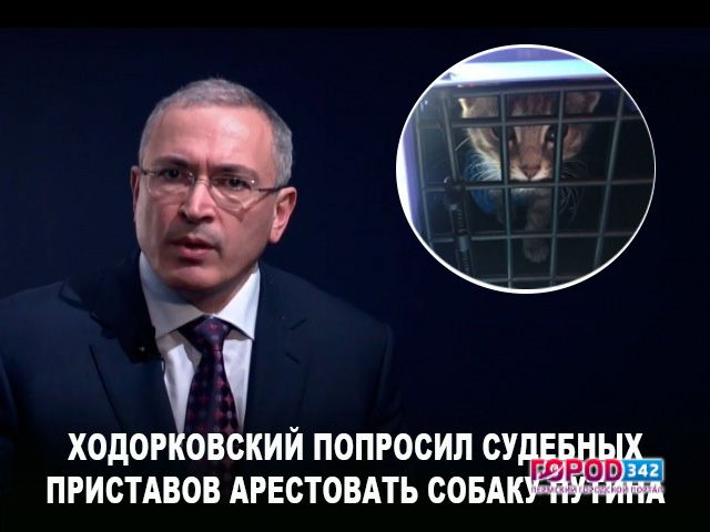В Перми арестовали кота, а Ходорковский попросил арестовать собаку Путина