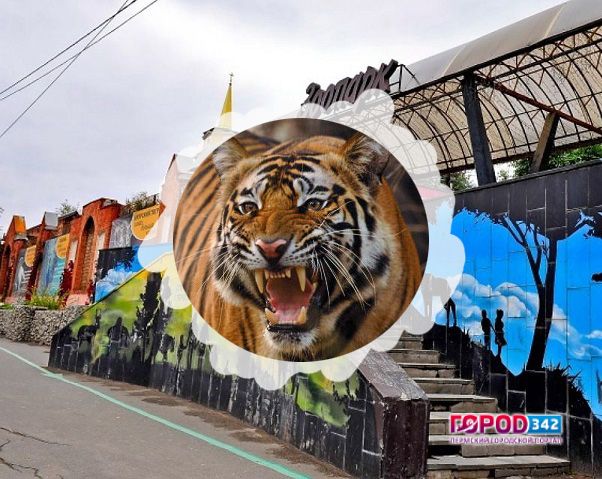 В Пермский зоопарк привезли двух невест. Одна – для тигра