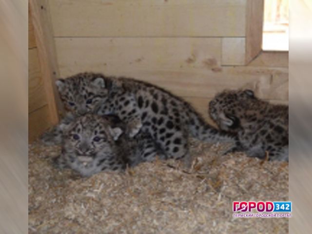 В Пермском зоопарке родились три маленьких барса