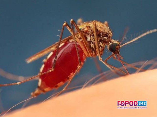 Минздрав предупреждает: в Перми начался сезон передачи малярии