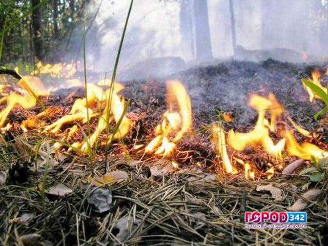 В Прикамье сохраняется угроза возникновения лесных пожаров