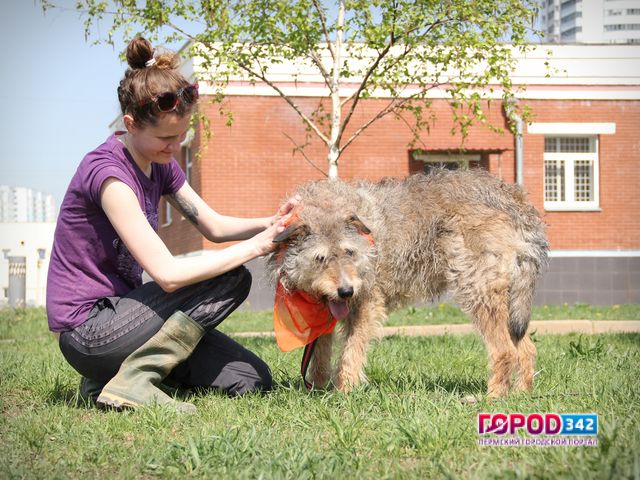 Волонтеры привозят бездомных собак в Пермь из Турции